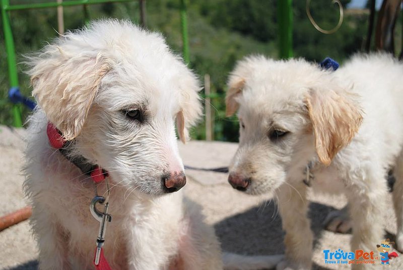 Splendidi Cuccioli di Pastore Maremmano - Foto n. 1