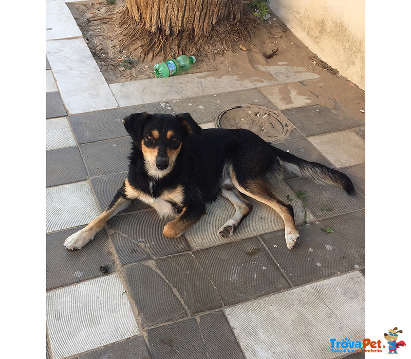 Joe, Taglia Piccola, 18 Mesi, Taglia Piccola (10 kg), da Randagio Libero, Chiuso in Gabbia si Stava - Foto n. 1