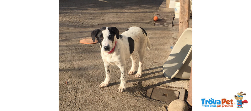 Max, Cucciolo di 4 Mesi, Arrivato dal Profondo del sud in Cerca di Casa - Foto n. 2