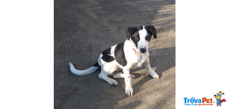 Max, Cucciolo di 4 Mesi, Arrivato dal Profondo del sud in Cerca di Casa - Foto n. 3