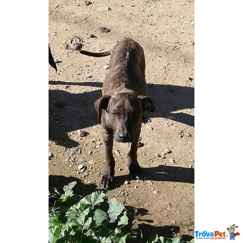 Teodor Cucciolo Bellissimo Aspetta la suo Occasione di Felicità - Foto n. 1