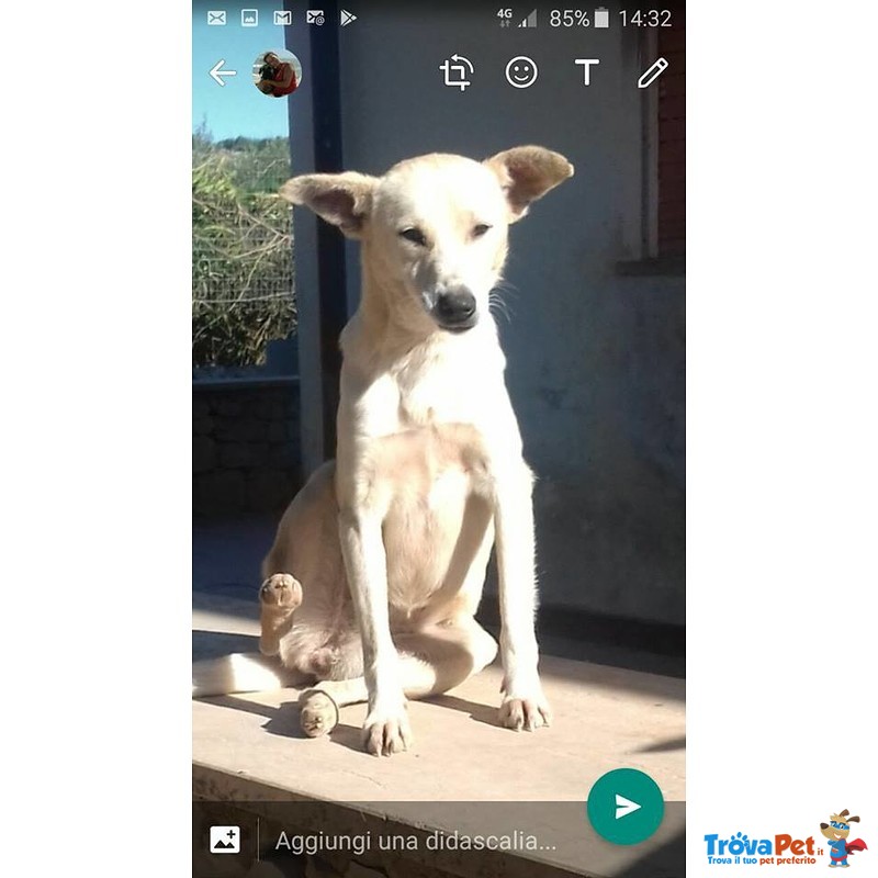 Ombretta Piccola e Dolce Cagnolina Cerca Casa - Foto n. 1