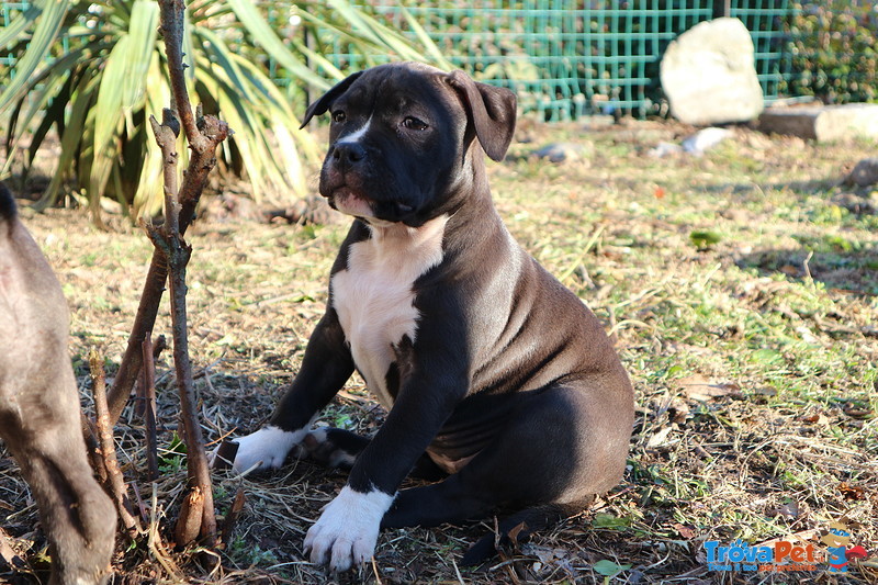 Cuccioli di American Pitbull Terrier Ukc - Foto n. 1