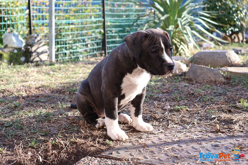 Cuccioli di American Pitbull Terrier Ukc - Foto n. 2