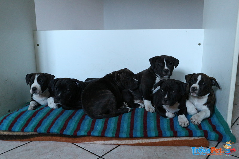 Cuccioli di American Pitbull Terrier Ukc - Foto n. 3