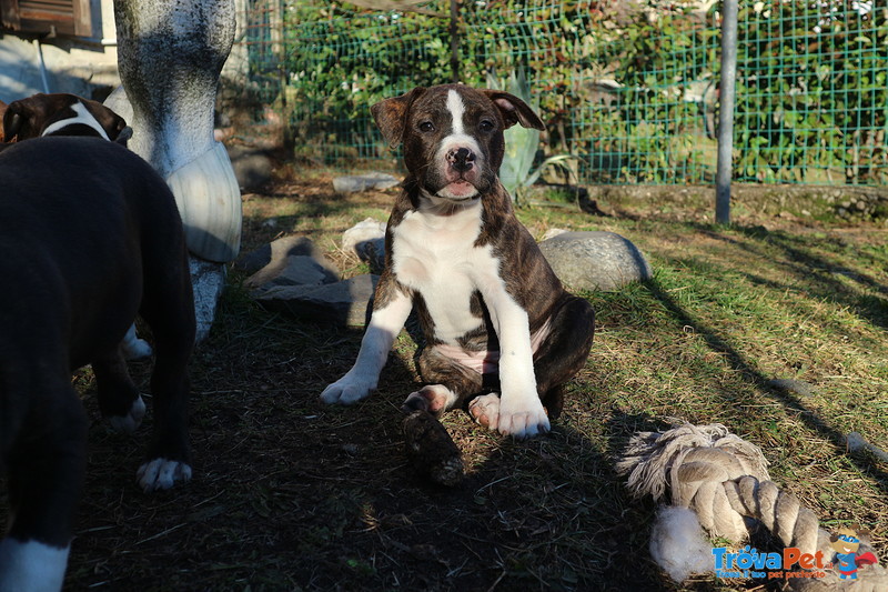 Cuccioli di American Pitbull Terrier Ukc - Foto n. 4