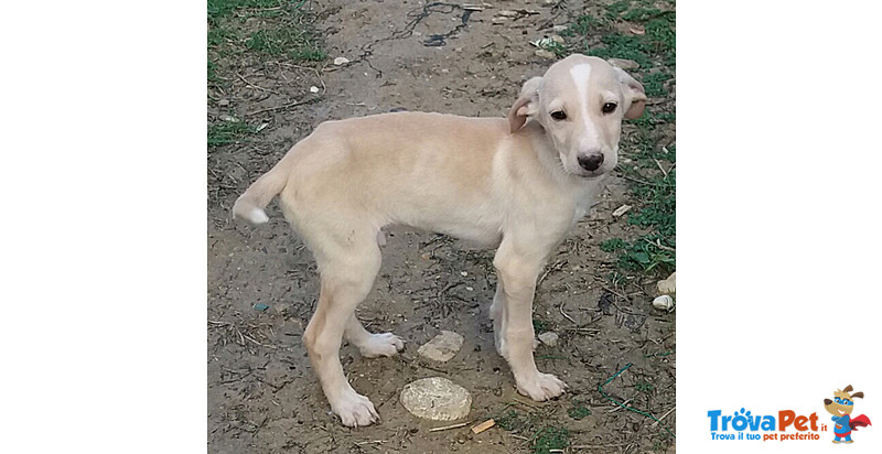 Ambra e Chicco, Cuccioli 3 Mesi, Taglia Media, un Lungo Viaggio Verso la Speranza - Foto n. 2