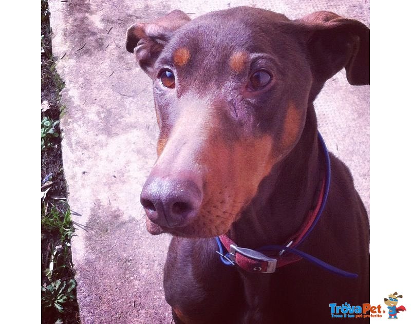 Kira: Dobermann puro di 5 Anni - Foto n. 1