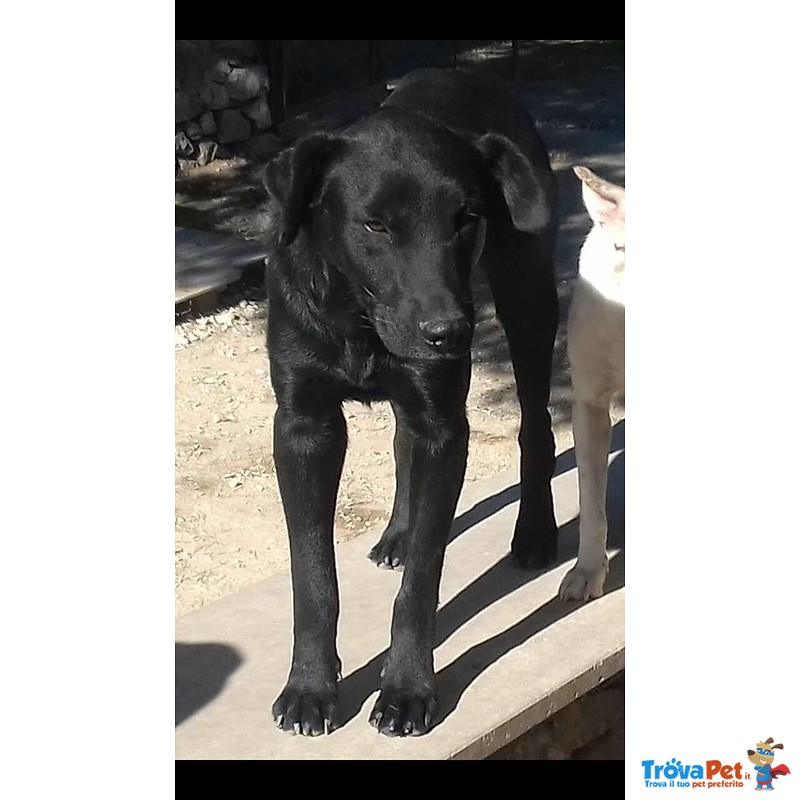 Rudy Bellissimo e Affettuoso Cucciolone - Foto n. 1