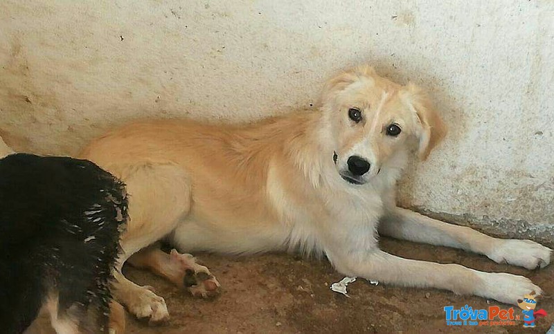 Eddie Dolcissimo e Affettuoso Cucciolo Cerca Casa - Foto n. 1