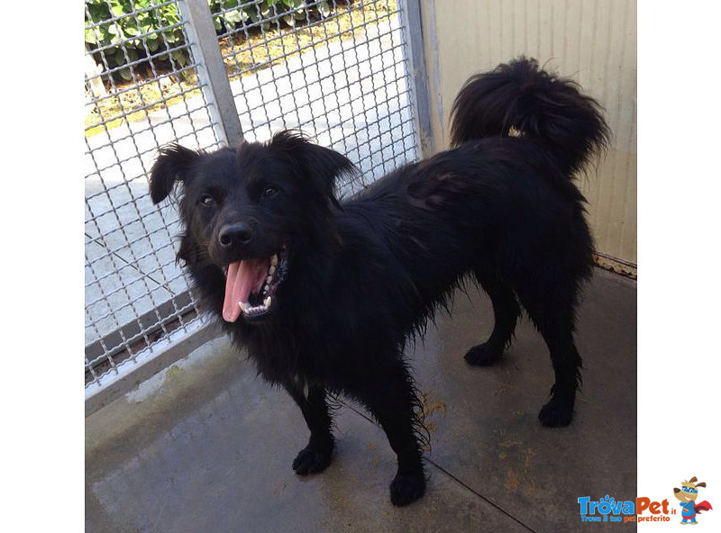 Linus, Taglia Media Contenuta, Derivato Border Collie di 3/4 anni Cerca Casa. Probabilmente Sordo! - Foto n. 1