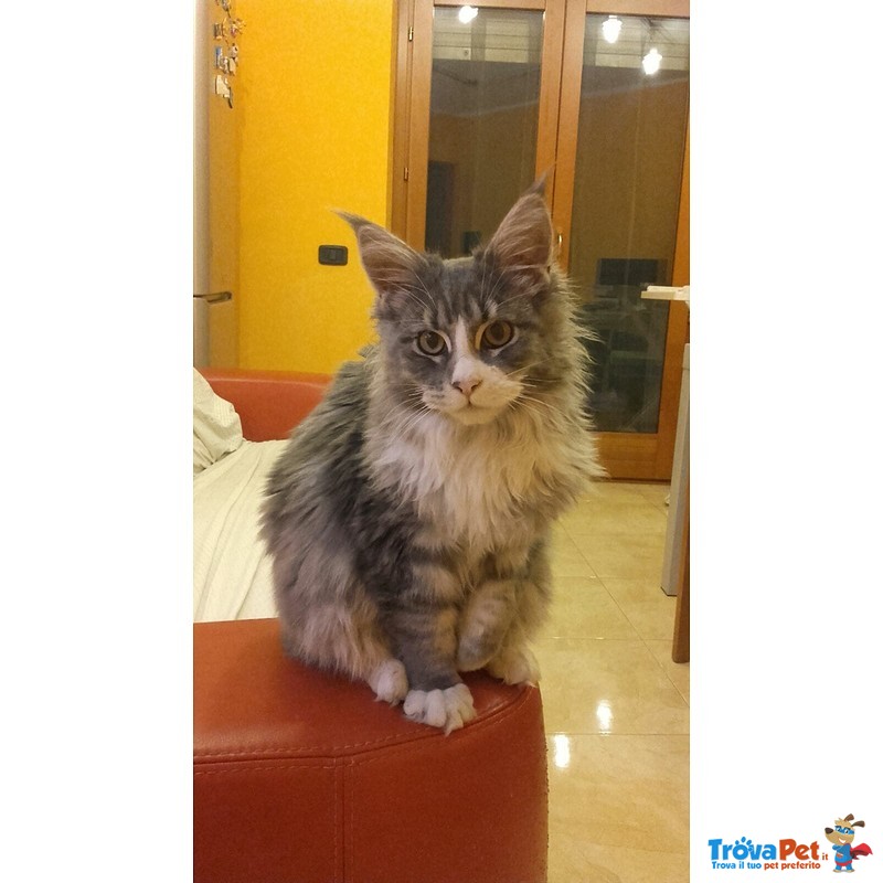 Maine coon con Pedigree - Foto n. 3