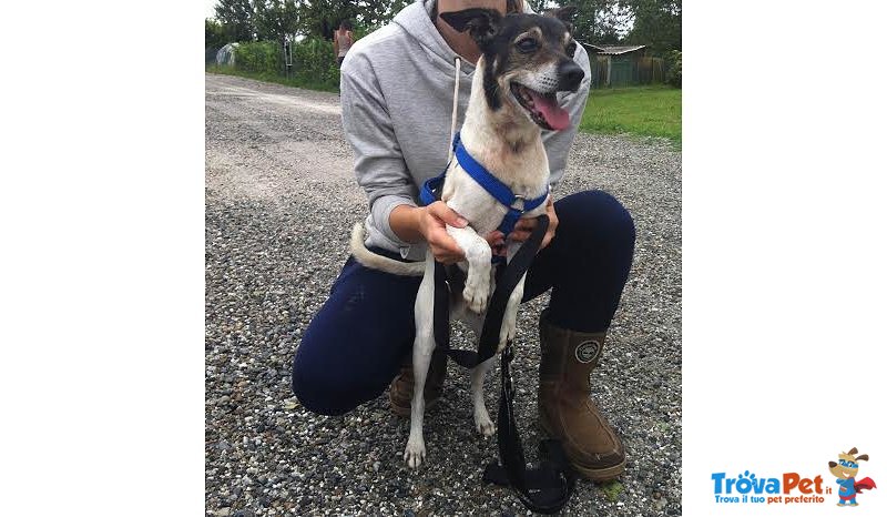 Giotto, 7 Anni, Arrivato in Canile Magrissimo. un cane Buonissimo e Sensibile - Foto n. 1