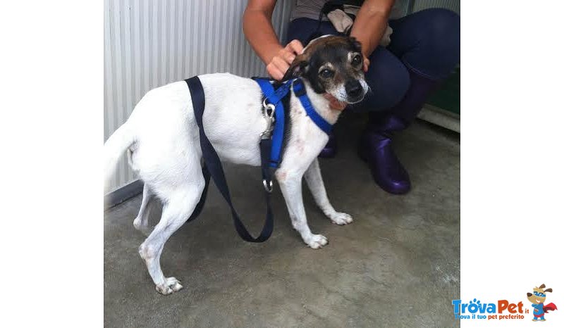 Giotto, 7 Anni, Arrivato in Canile Magrissimo. un cane Buonissimo e Sensibile - Foto n. 2