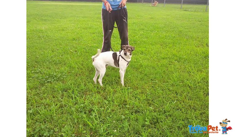 Giotto, 7 Anni, Arrivato in Canile Magrissimo. un cane Buonissimo e Sensibile - Foto n. 3