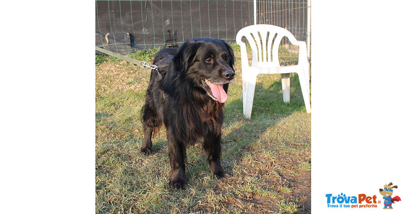 Black, Incrocio flat Coated Retriever, 5/6 Anni, Recluso in Gabbia Soffre e Piange, Cerca Casa - Foto n. 1