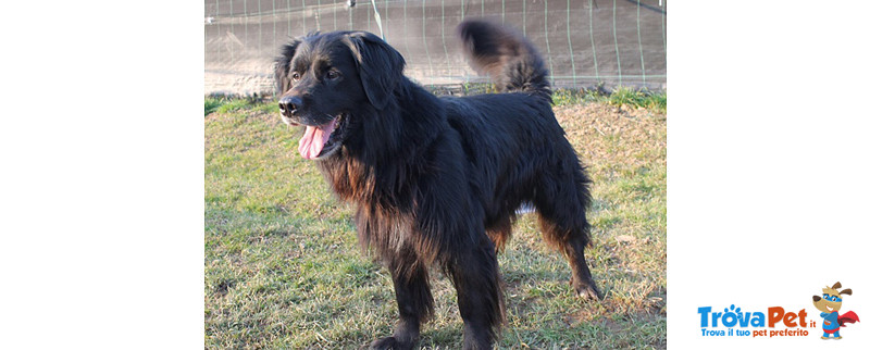 Black, Incrocio flat Coated Retriever, 5/6 Anni, Recluso in Gabbia Soffre e Piange, Cerca Casa - Foto n. 2