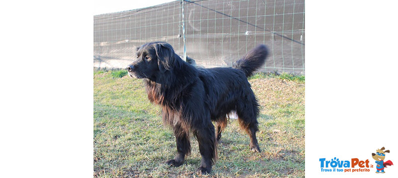 Black, Incrocio flat Coated Retriever, 5/6 Anni, Recluso in Gabbia Soffre e Piange, Cerca Casa - Foto n. 3