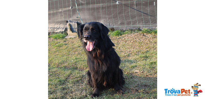 Black, Incrocio flat Coated Retriever, 5/6 Anni, Recluso in Gabbia Soffre e Piange, Cerca Casa - Foto n. 4