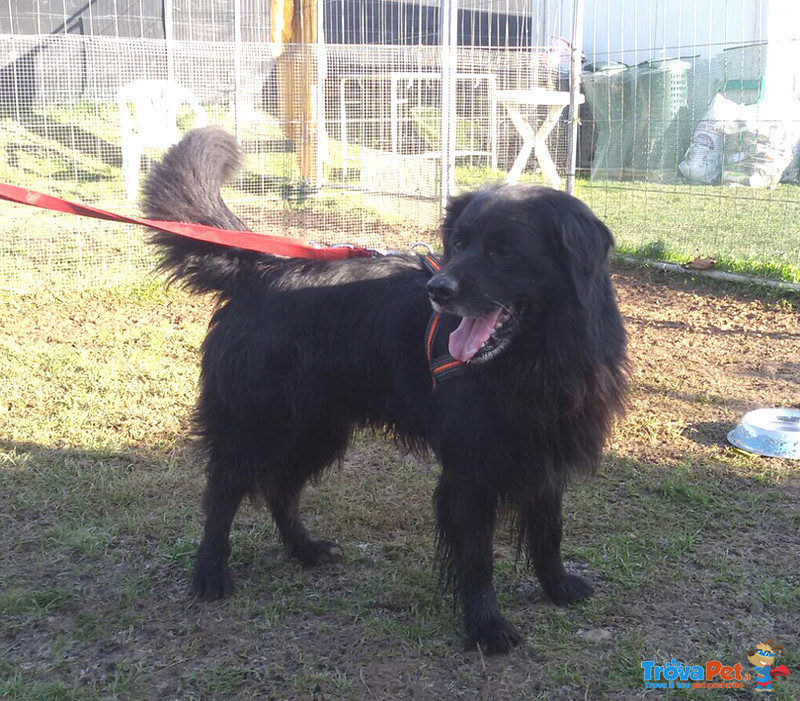 Black, Incrocio flat Coated Retriever, 5/6 Anni, Recluso in Gabbia Soffre e Piange, Cerca Casa - Foto n. 5