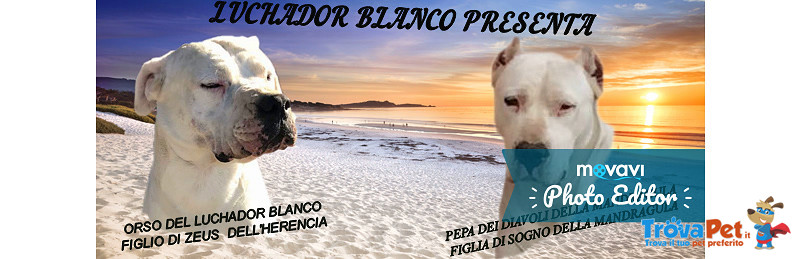 Cuccioli di dogo Argentino - Foto n. 1