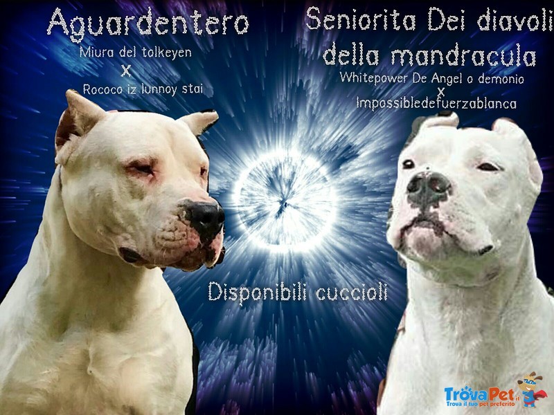 Cuccioli di dogo Argentino - Foto n. 2