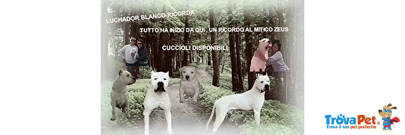 Cuccioli di dogo Argentino - Foto n. 3