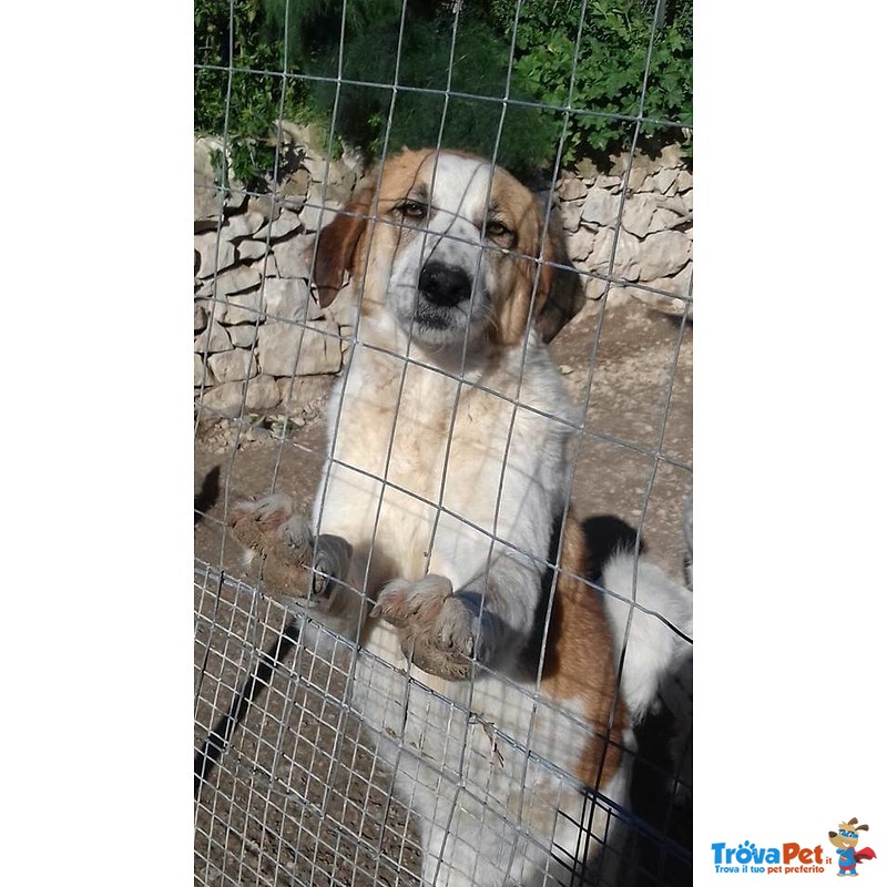 Urano Cagnolone Affettuoso Cerca Casa - Foto n. 1