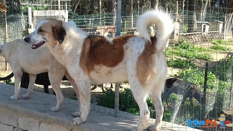 Urano Cagnolone Affettuoso Cerca Casa - Foto n. 2