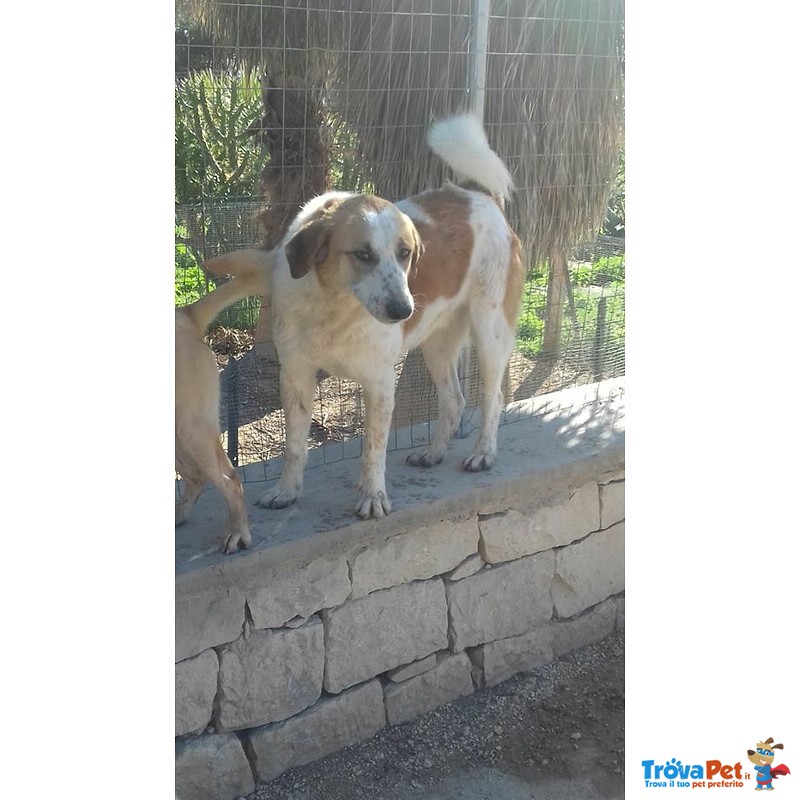 Urano Cagnolone Affettuoso Cerca Casa - Foto n. 3