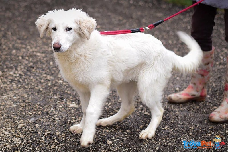 Simil Golden Retriever in Cerca di Famiglia! - Foto n. 2