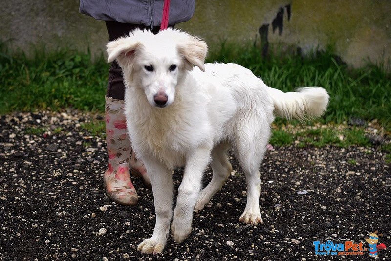 Simil Golden Retriever in Cerca di Famiglia! - Foto n. 3