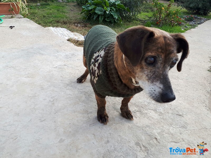 Cece Cagnolino Anziano Adorabile - Foto n. 1