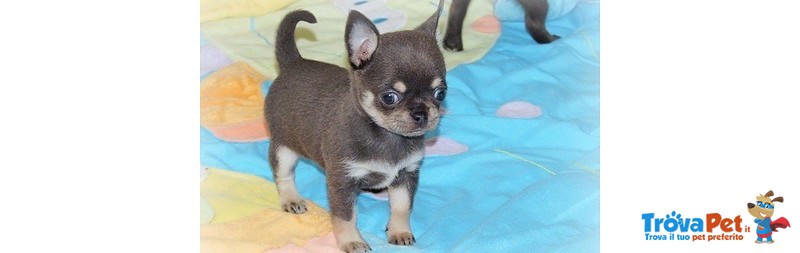 Amori di Cuccioli di Chihuahua - Foto n. 3