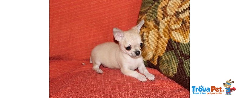 Cucciolo di Chihuahua toy con Pedigree Enci - Foto n. 1