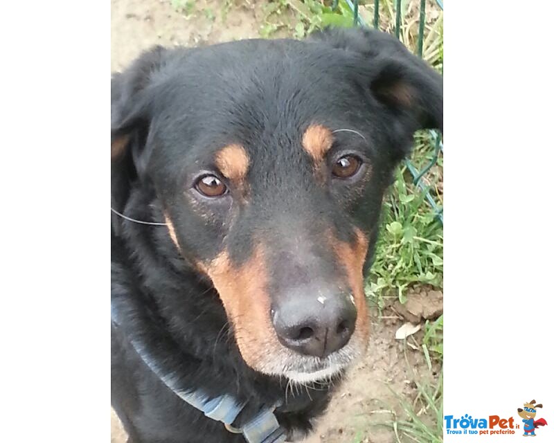 Rocky , Abbandonato ora Cerca Amore per Sempre - Foto n. 2