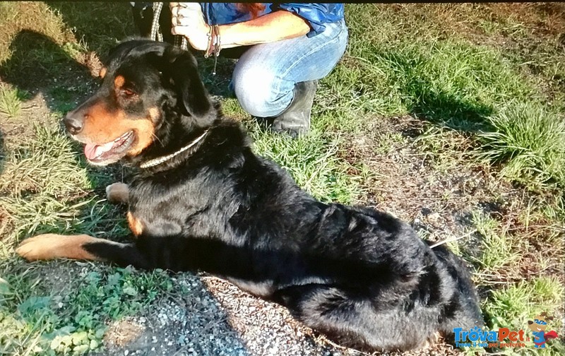 Rocky , Abbandonato ora Cerca Amore per Sempre - Foto n. 3