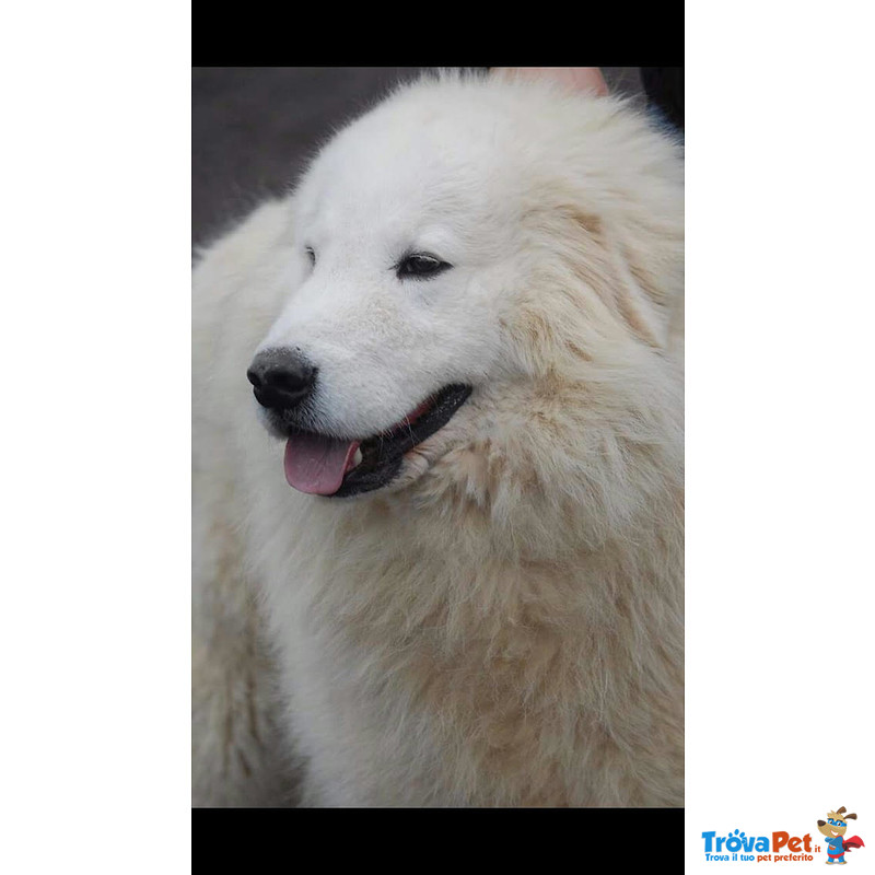 Cuccioli di Pastore Maremmano Abruzzese - Foto n. 2