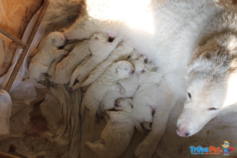 Cuccioli di Pastore Maremmano Abruzzese - Foto n. 3