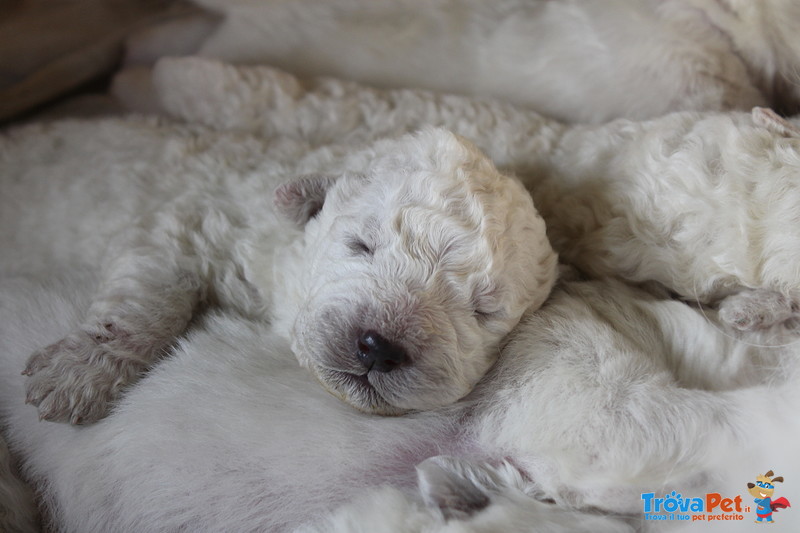 Cuccioli di Pastore Maremmano Abruzzese - Foto n. 4