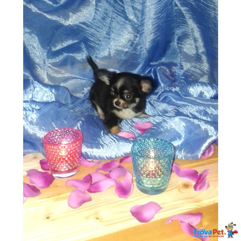 Cuccioli Chihuahua Maschi e Femmine - Foto n. 7