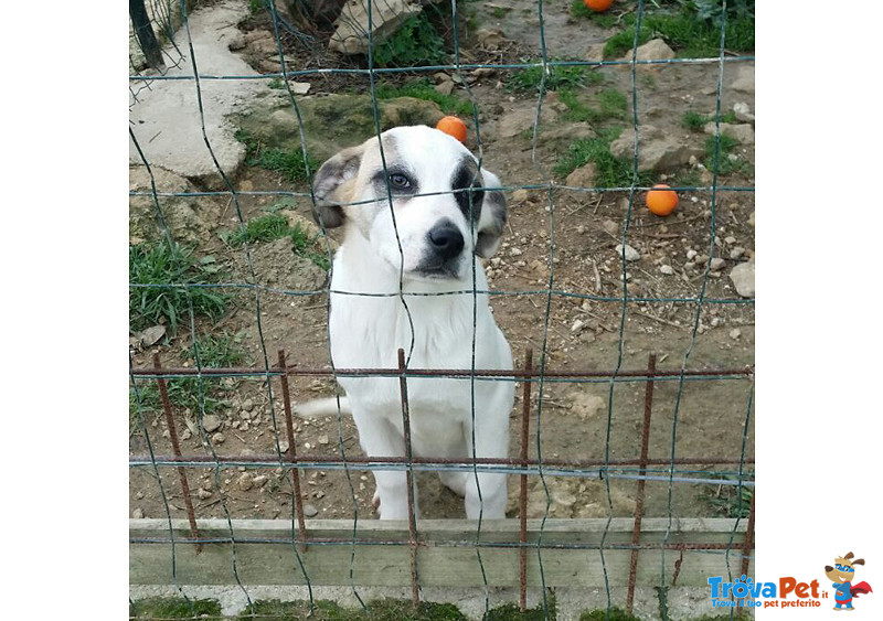 Cuccioli Meticci, 3 Mesi, Futura Taglia Media, dopo un Lungo Viaggio, la Speranza di Trovare Casa - Foto n. 2