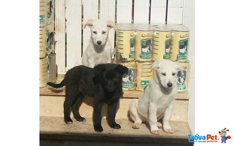 Cuccioli Meticci, 3 Mesi, Futura Taglia Media, dopo un Lungo Viaggio, la Speranza di Trovare Casa - Foto n. 8