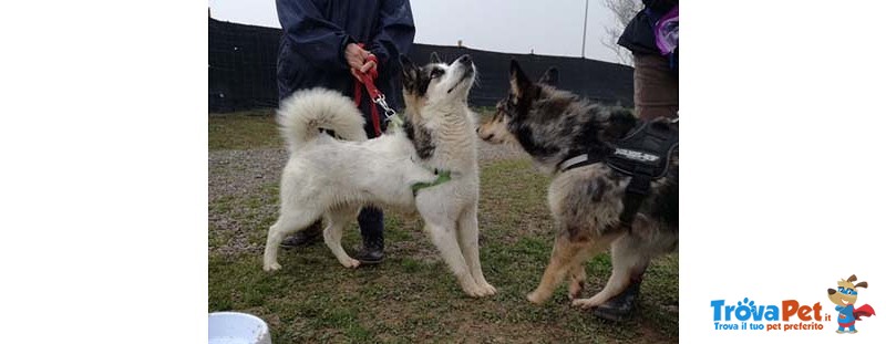 Fred e Ginger, Incroci Past. Australiani, Arrivati in Canile in Coppia, Circa 2 Anni, la Gabbia Gli - Foto n. 4