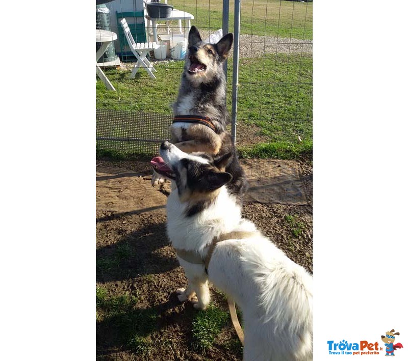 Fred e Ginger, Incroci Past. Australiani, Arrivati in Canile in Coppia, Circa 2 Anni, la Gabbia Gli - Foto n. 5