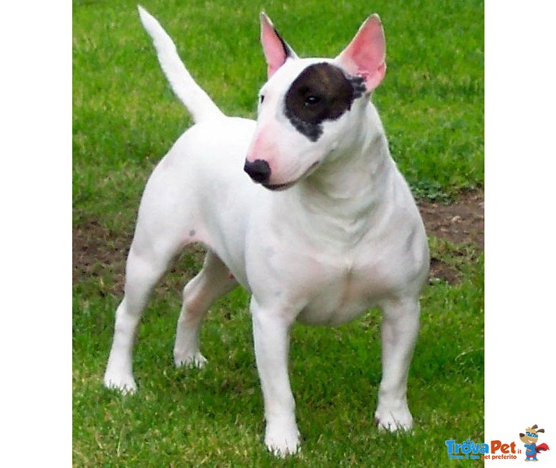 Bull Terrier Adozione - Foto n. 1