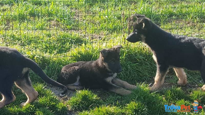 Cuccioli di Pastore Tedesco, - Foto n. 1