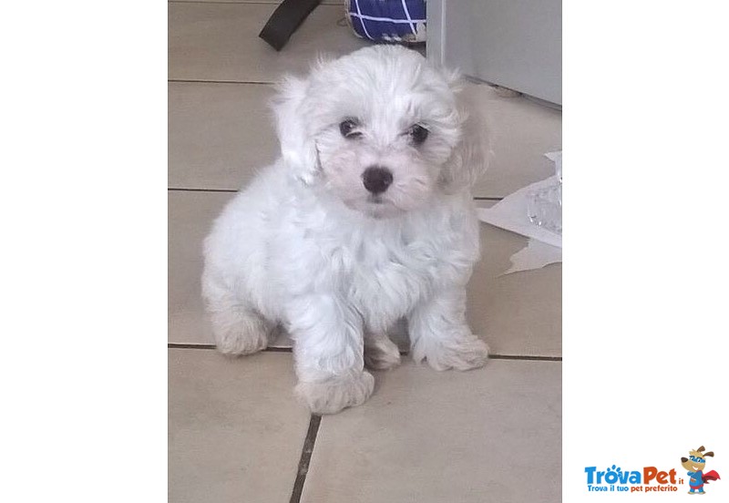 I Migliori Cuccioli Italiani ( Maltese di 2 Mesi) - Foto n. 1