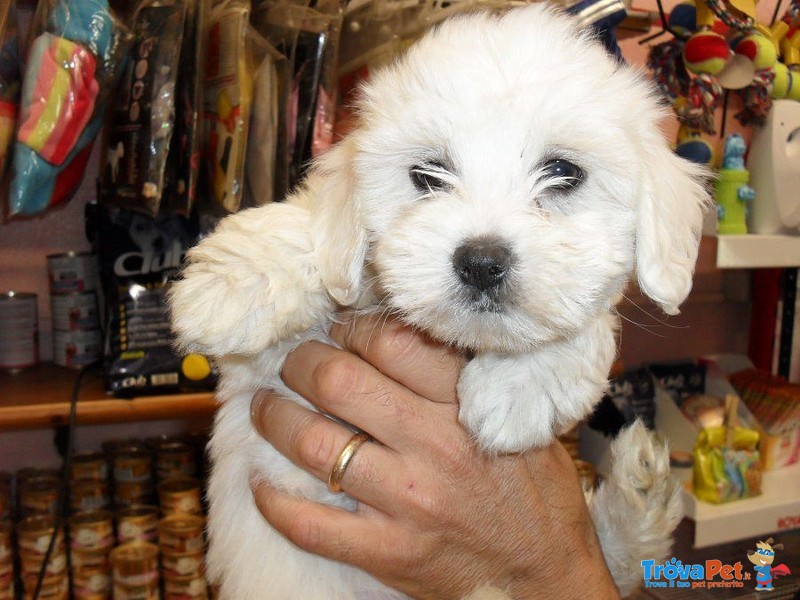 I Migliori Cuccioli Italiani ( Maltese di 2 Mesi) - Foto n. 2