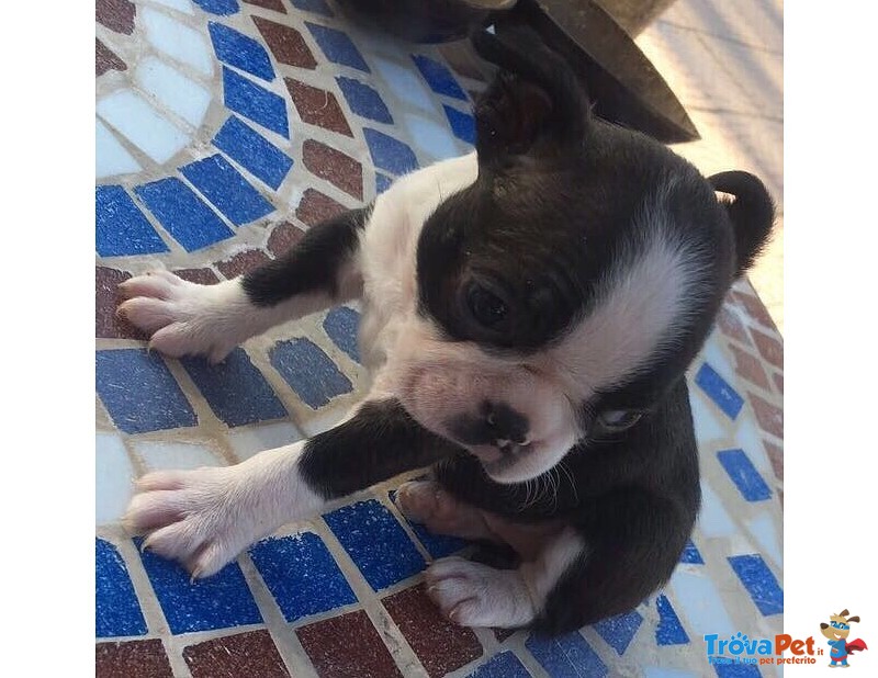 I Migliori Cuccioli Italiani ( Boston Terrier 2 Mesi) - Foto n. 2